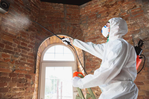 Best Biohazard Mold Removal  in Olivette, MO